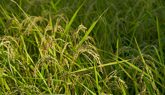 稲のイメージ