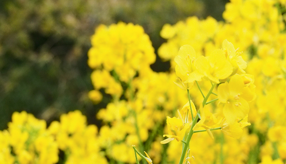 菜の花畑